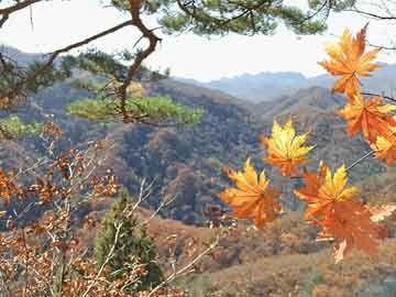 2025新澳芳草地資料和今晚澳門(mén)9點(diǎn)35分開(kāi)獎(jiǎng)實(shí)用性解讀,全面釋義、解釋與落實(shí)與虛假宣傳-全面釋義、解釋與落實(shí)
